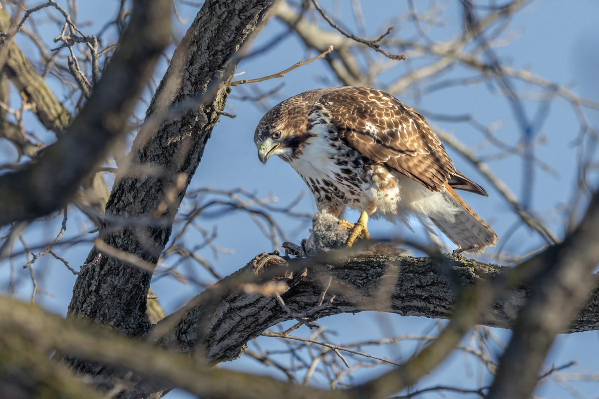 Red-tailed Hawk - ML646361932