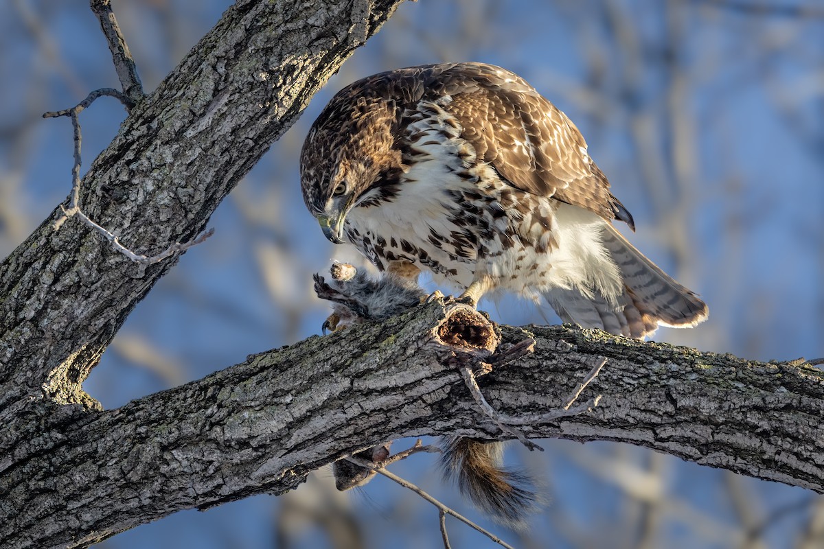 Red-tailed Hawk - ML646361933