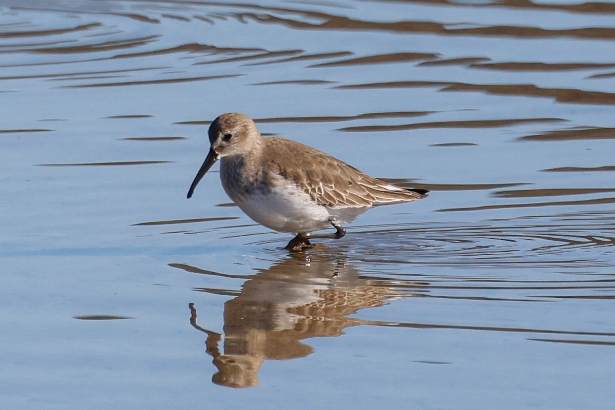 Dunlin - ML646361936