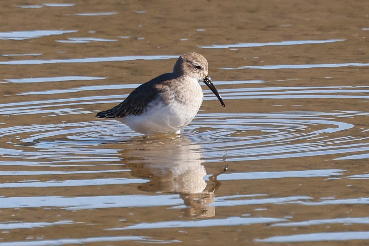 Dunlin - ML646361937