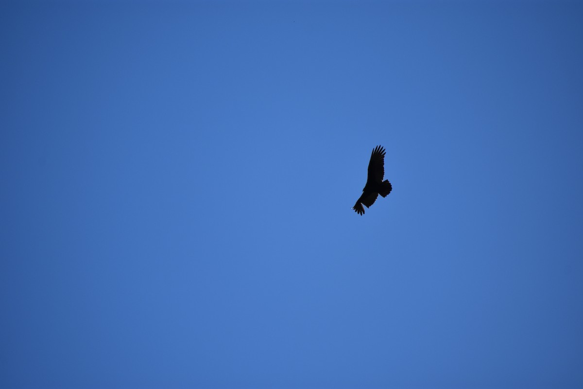 kondor krocanovitý - ML646361940