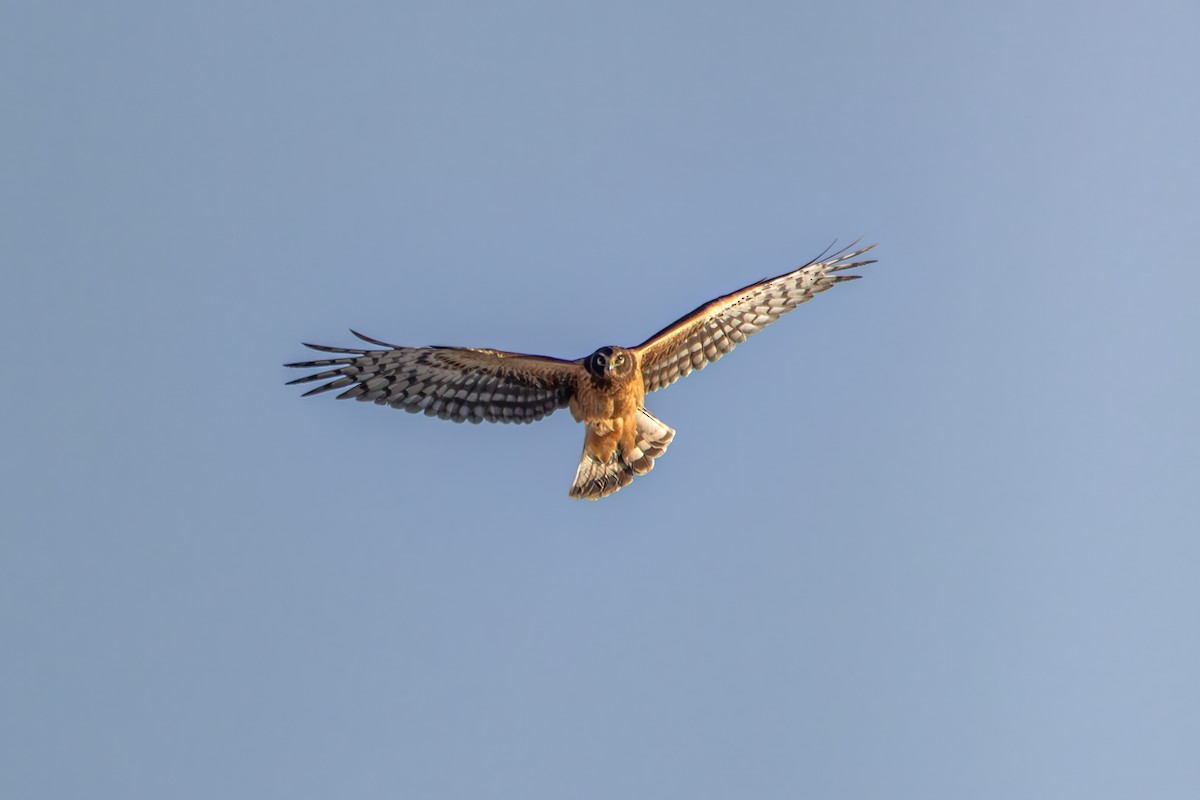 Northern Harrier - ML646361945