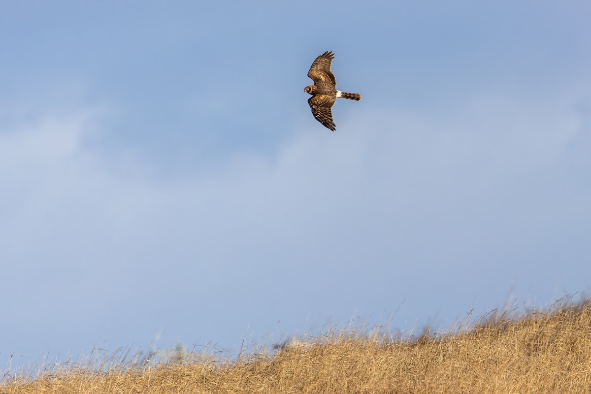 Northern Harrier - ML646361946