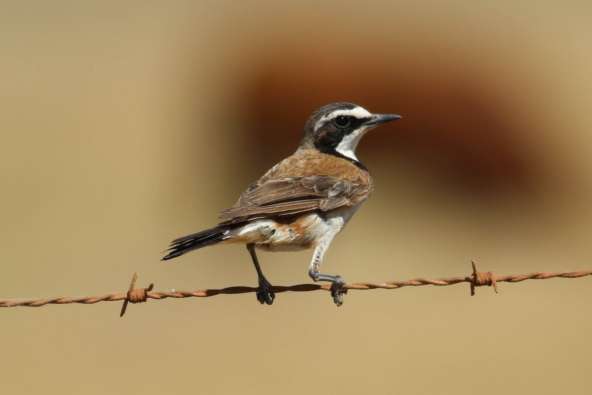 Capped Wheatear - ML646361948