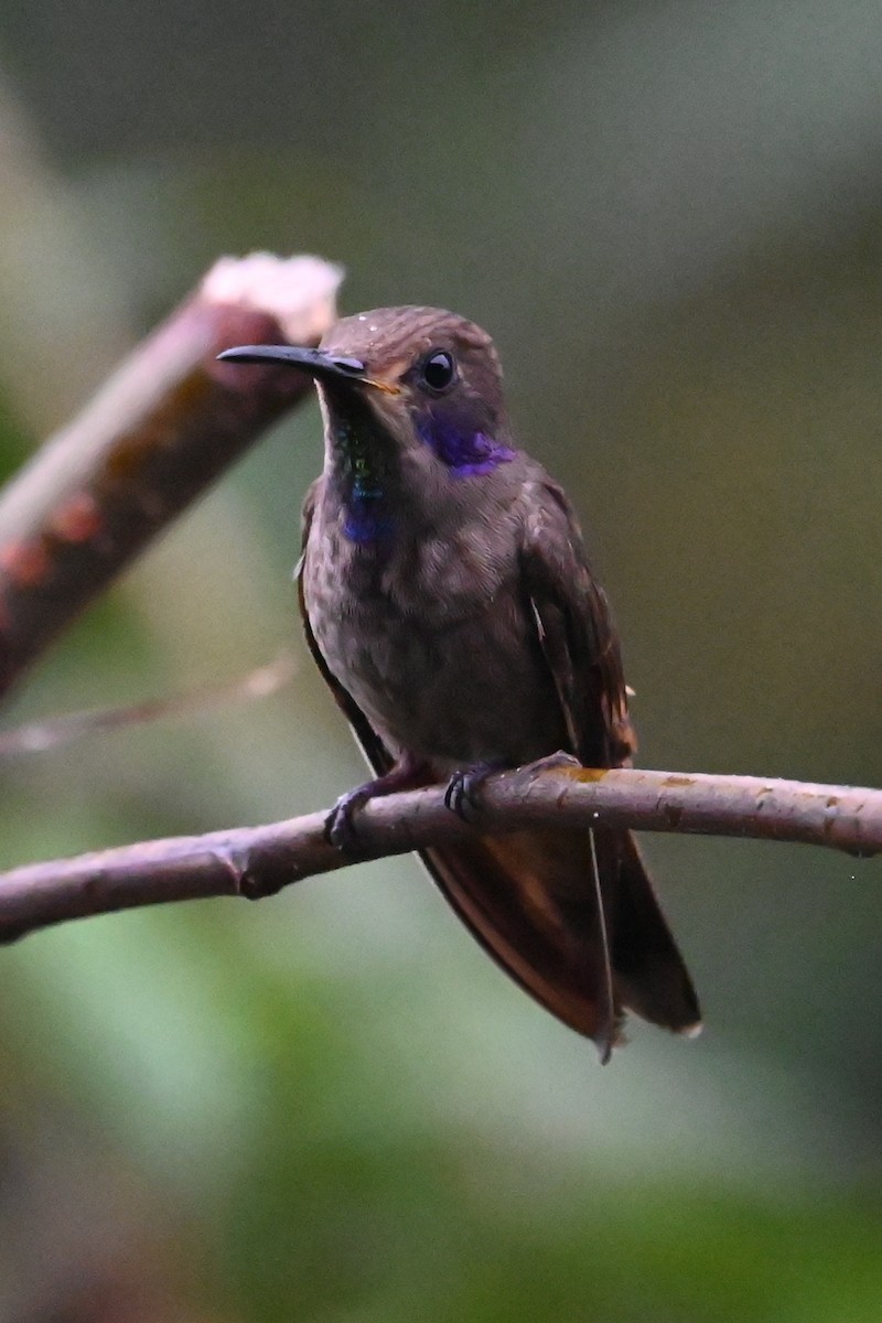 Brown Violetear - ML646361949