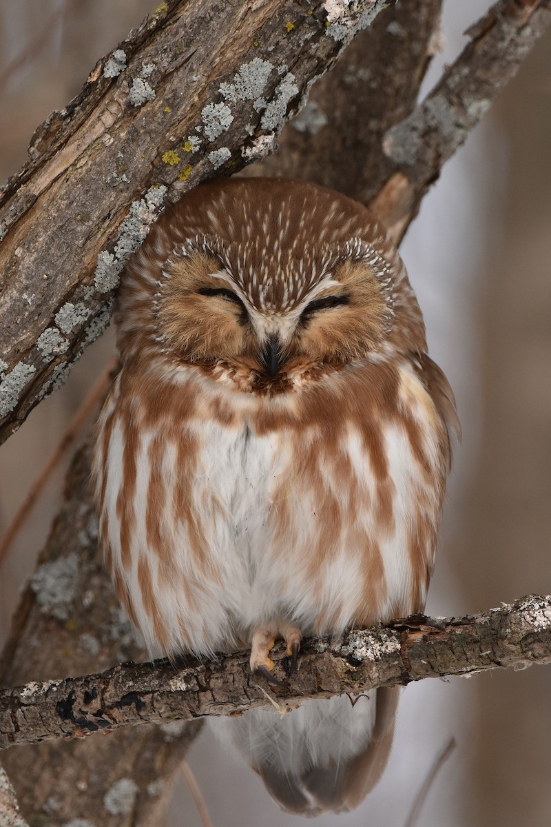 Northern Saw-whet Owl - ML646361950