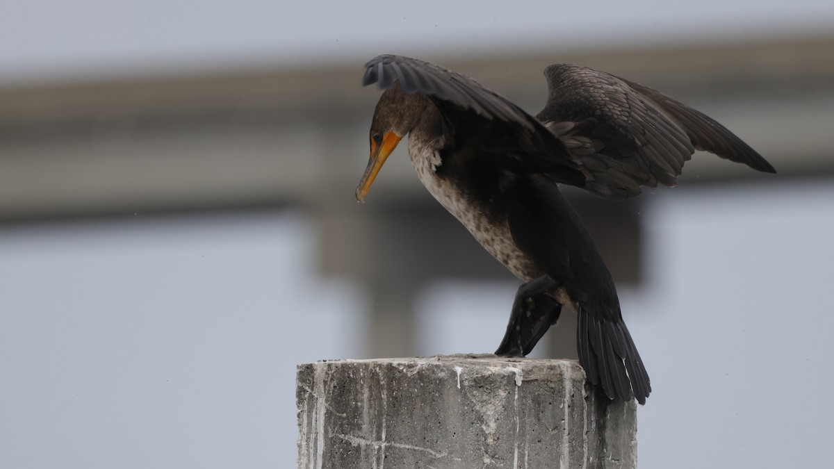 totoppskarv - ML646361951