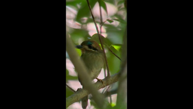 Tody Motmot - ML646361952
