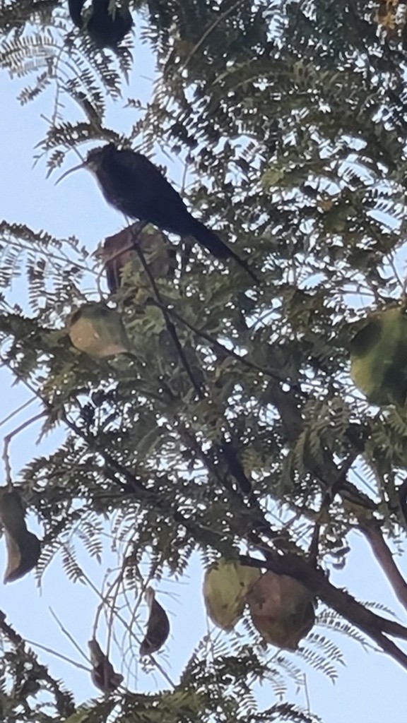 Tacazze Sunbird - ML646361953