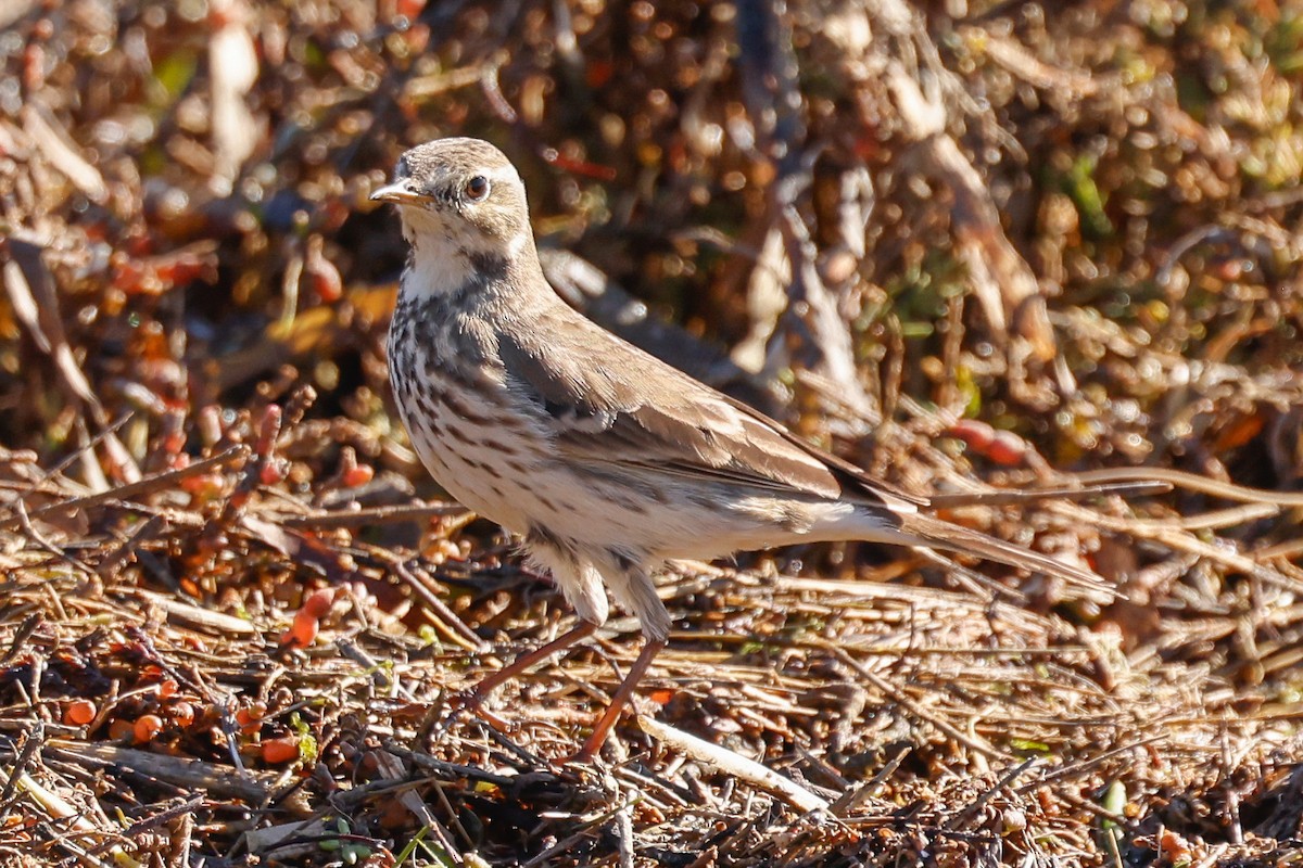 American Pipit - ML646361954