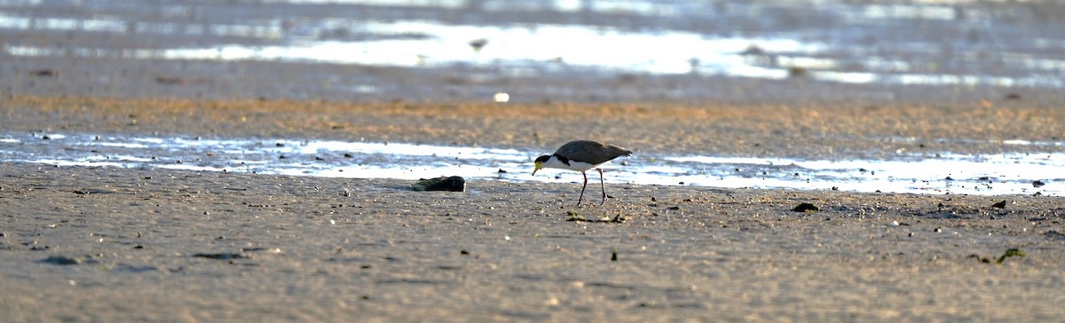 Masked Lapwing - ML646361955