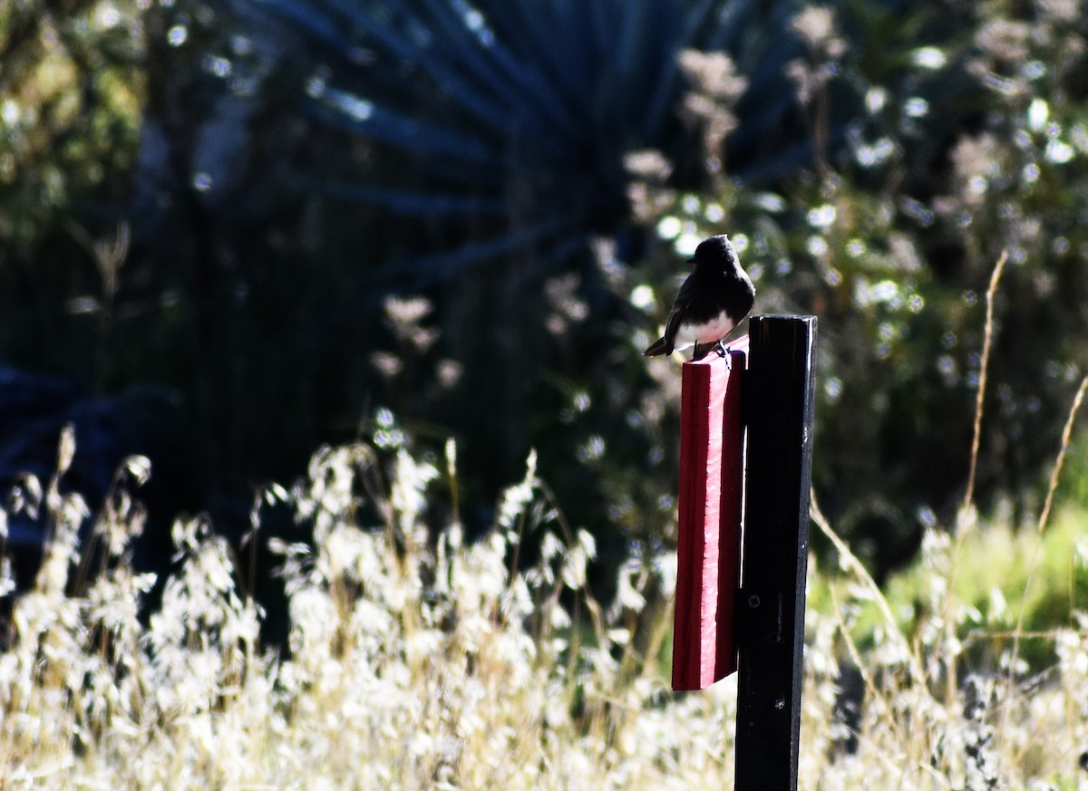 Black Phoebe - ML646361958