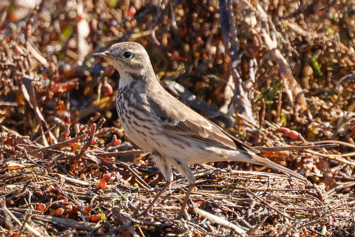American Pipit - ML646361959
