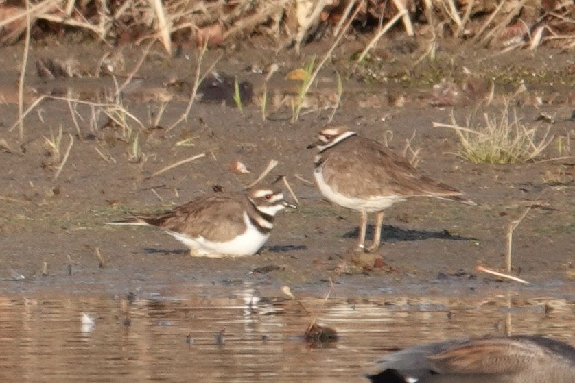 Killdeer - ML646361960