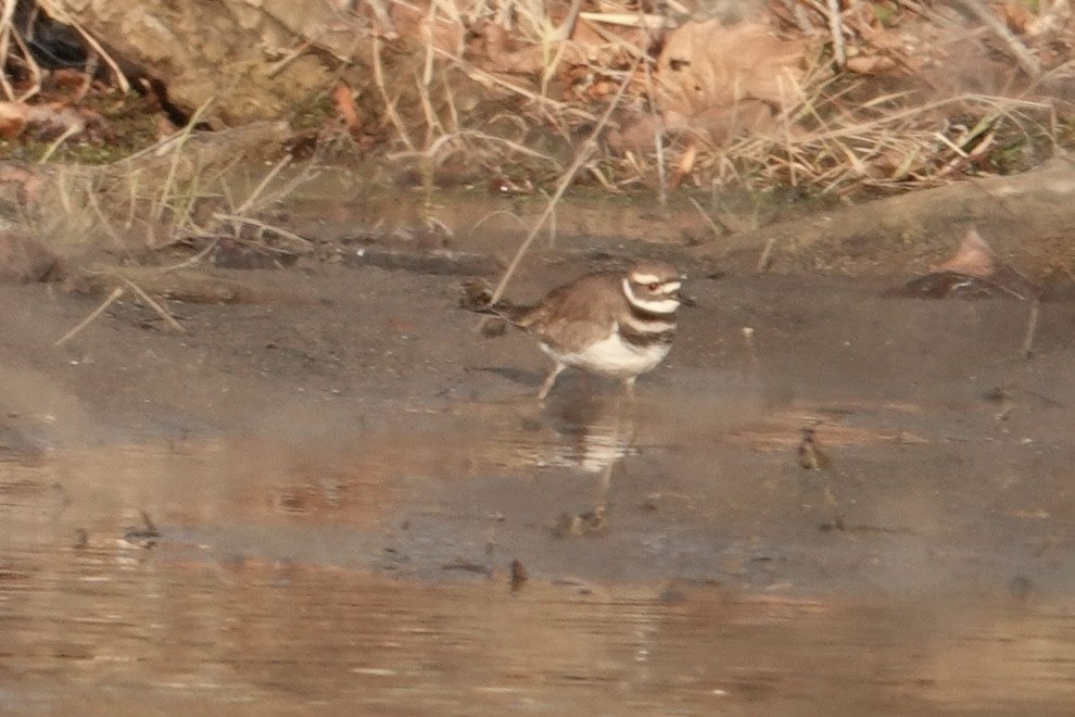 Killdeer - ML646361961