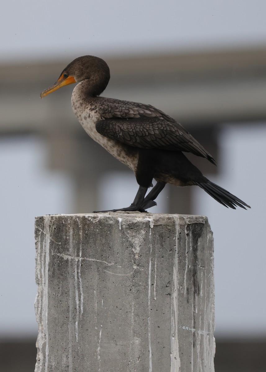 totoppskarv - ML646361962