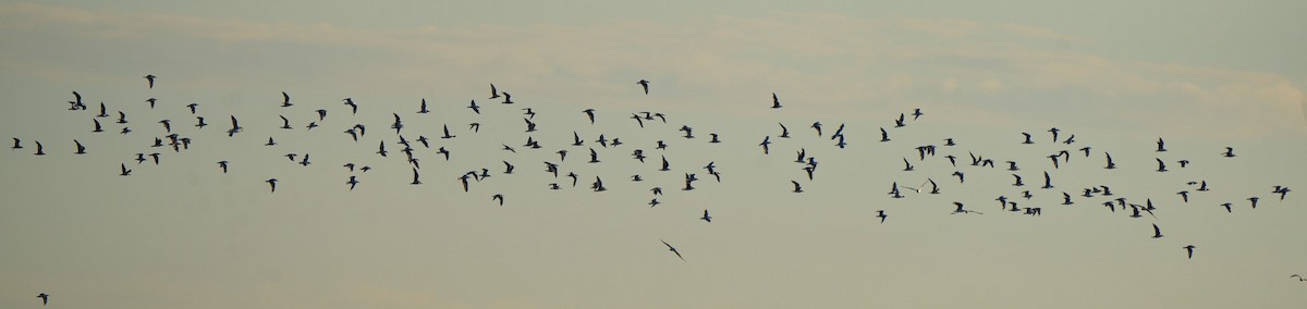 Silver Gull - ML646361963