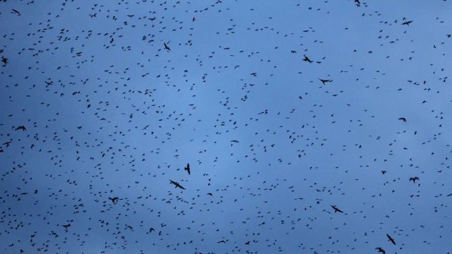 紅腳隼 - ML646361964