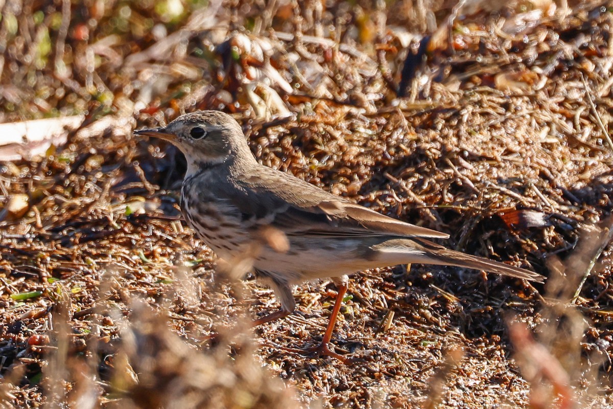 American Pipit - ML646361965