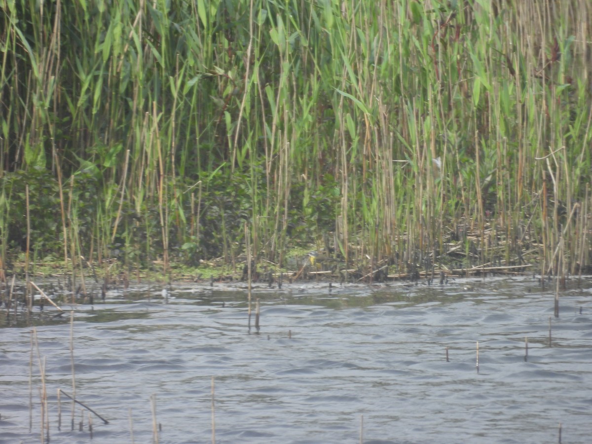 Western Yellow Wagtail - ML646361970