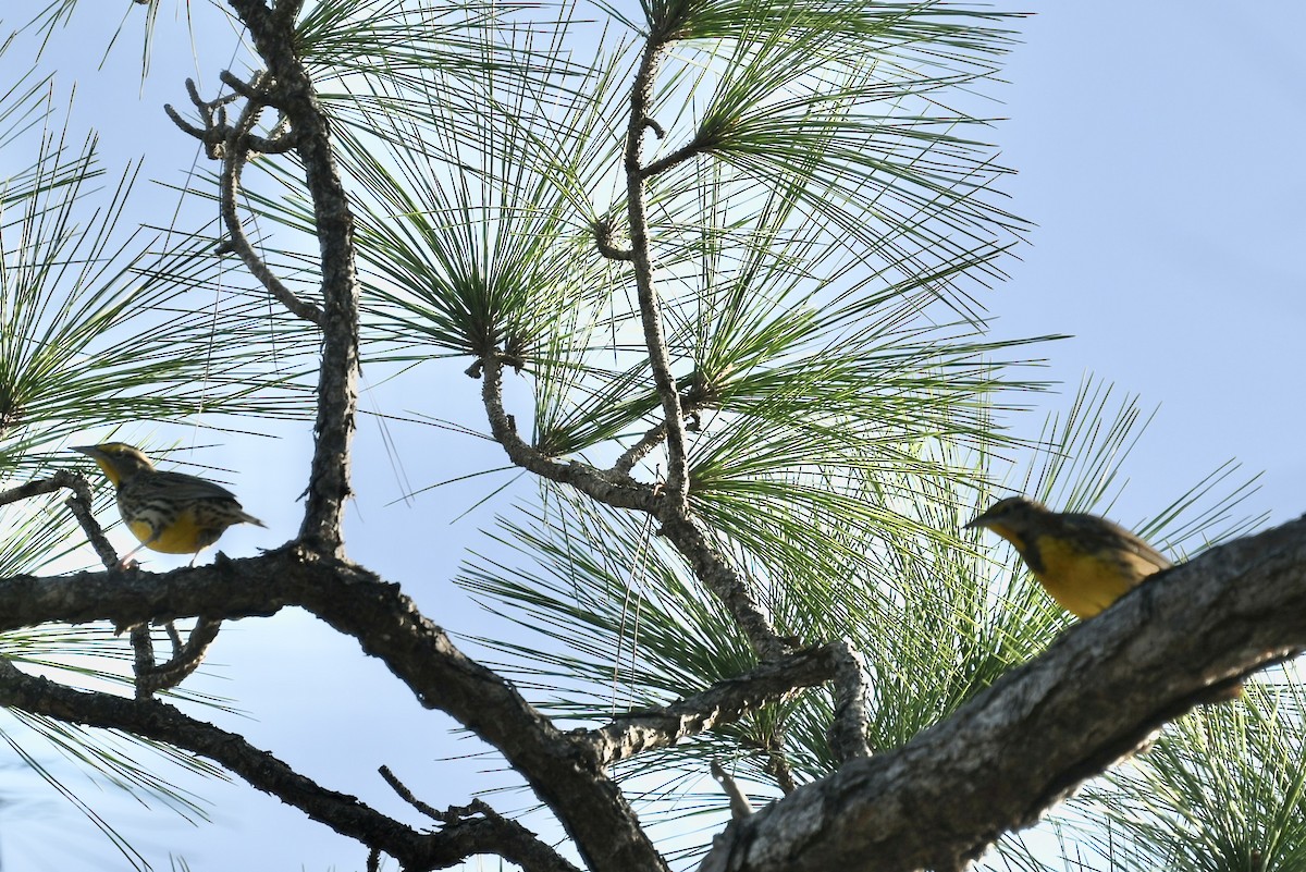 Doğulu Tarlasığırcığı - ML646361972