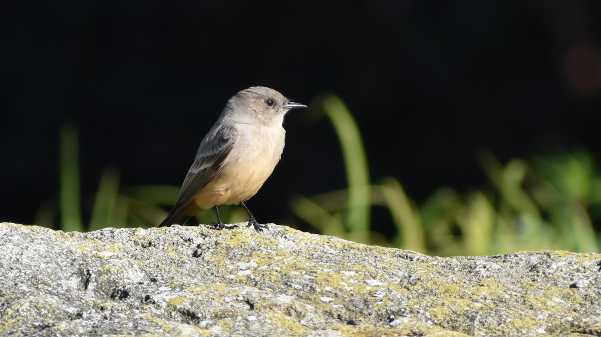 Say's Phoebe - ML646361973