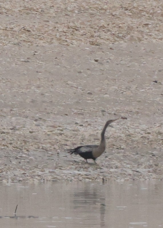 Anhinga - ML646361975