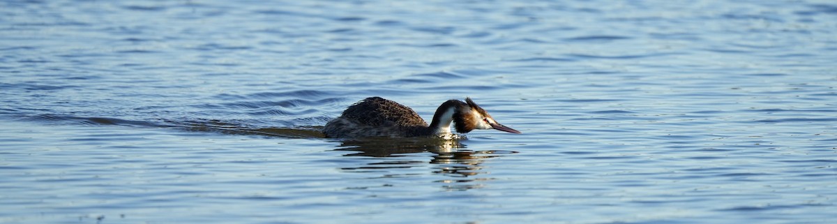 Great Crested Grebe - ML646361979