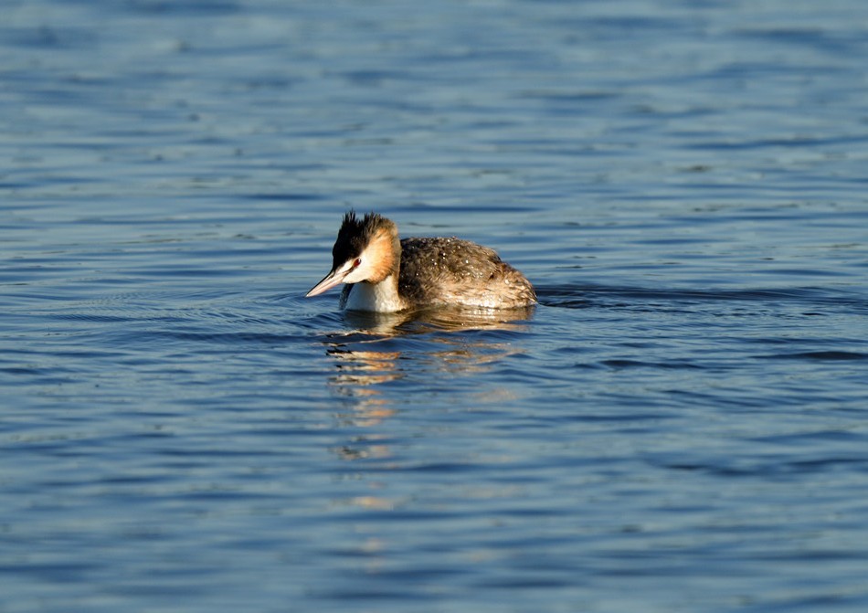 Great Crested Grebe - ML646361980
