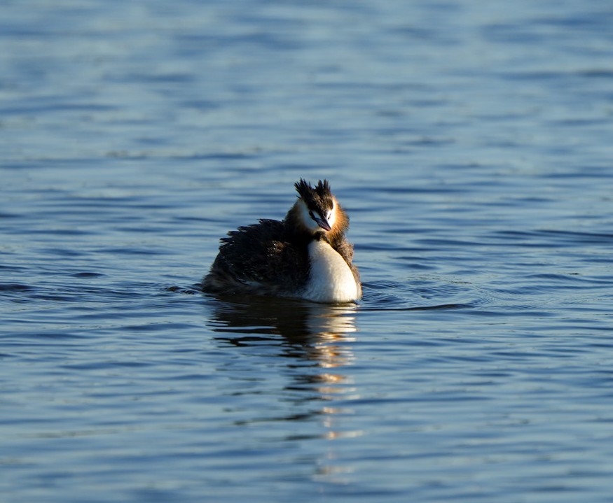 Great Crested Grebe - ML646361981
