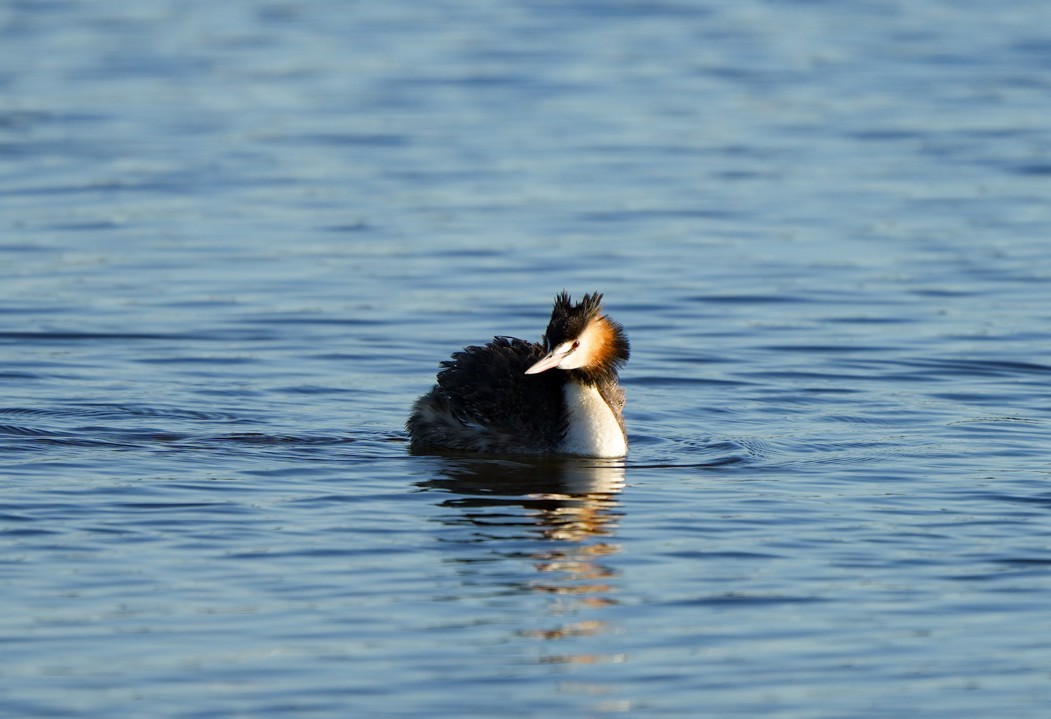 Great Crested Grebe - ML646361982