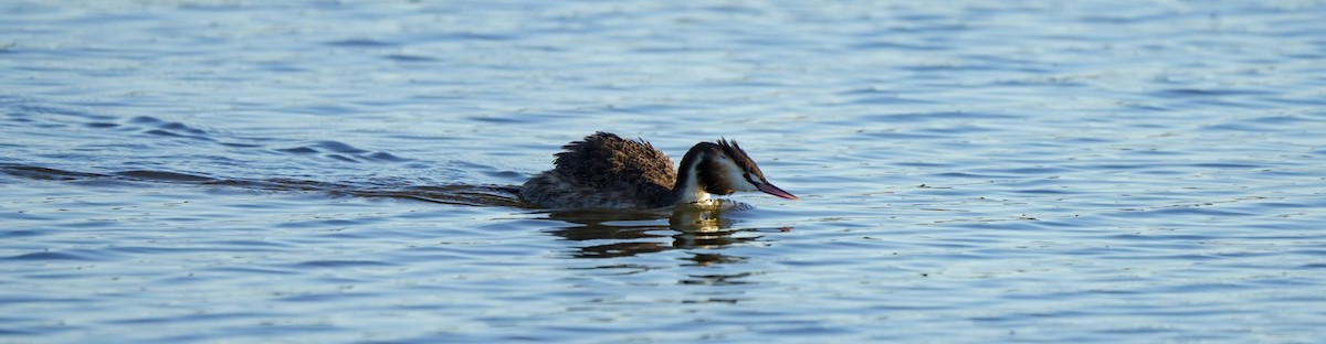 Great Crested Grebe - ML646361983