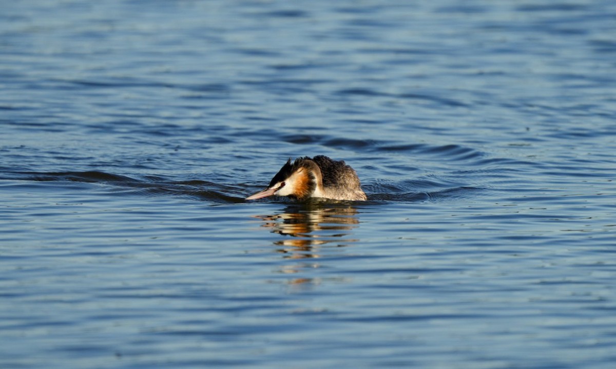 Great Crested Grebe - ML646361984