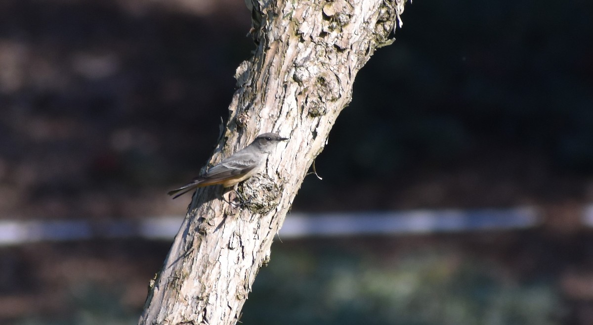 Say's Phoebe - ML646361987