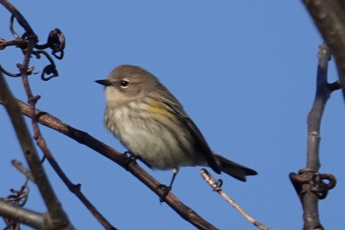 Yellow-rumped Warbler - ML646361988