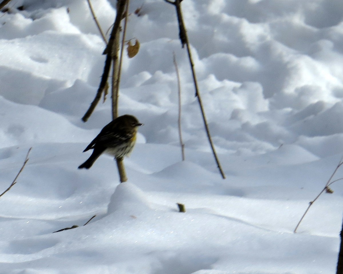 Yellow-rumped Warbler - ML646361991