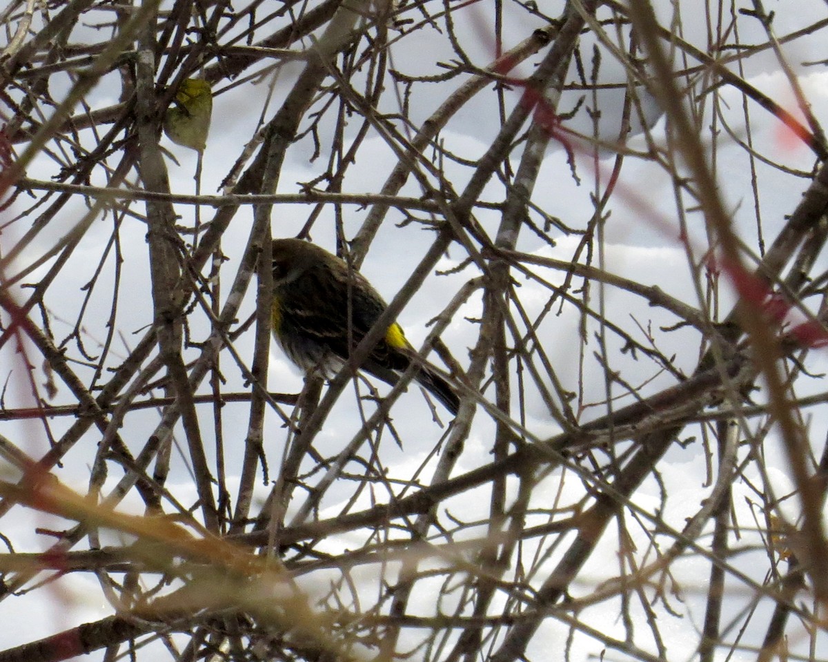 Yellow-rumped Warbler - ML646361995