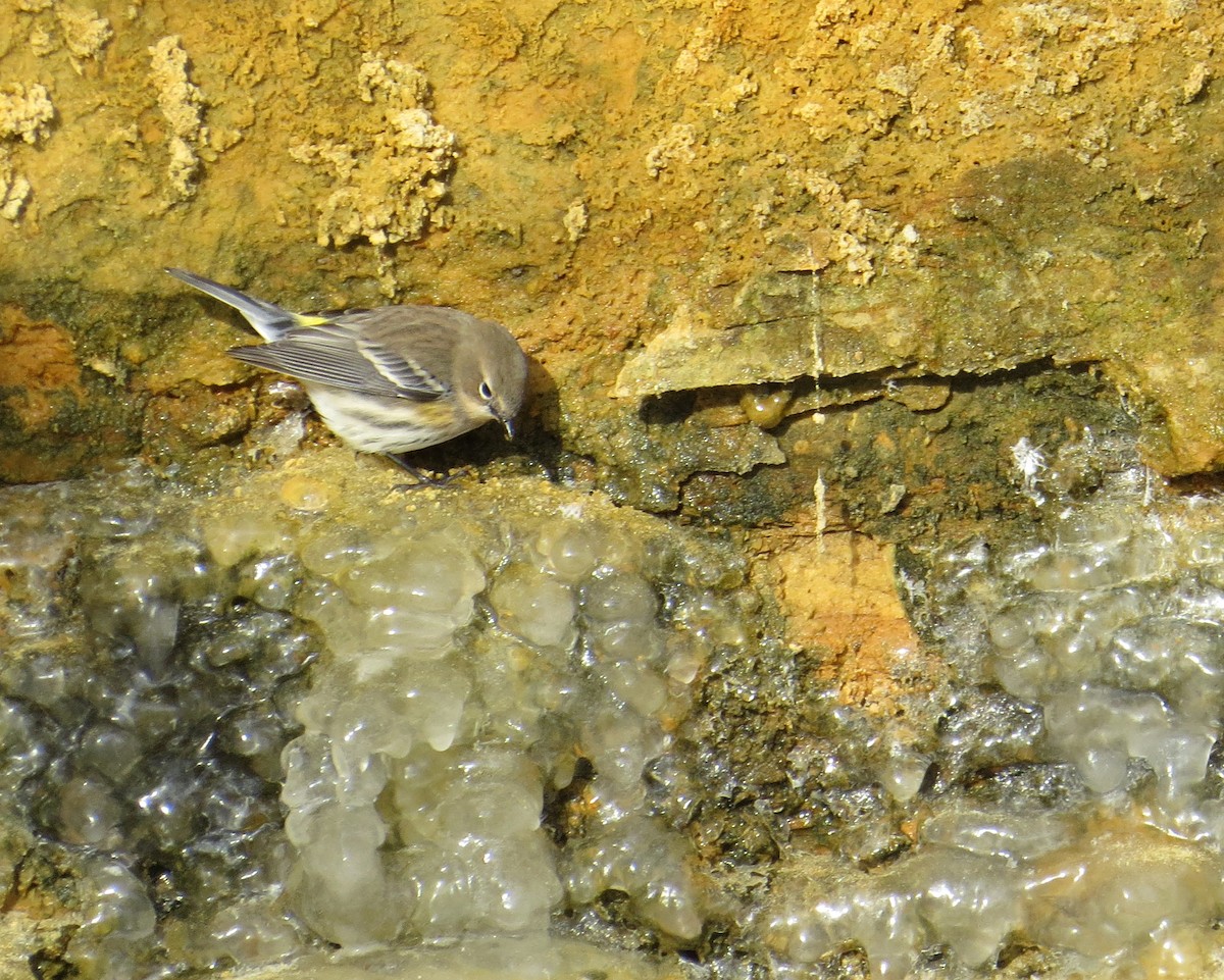 Yellow-rumped Warbler - ML646361997