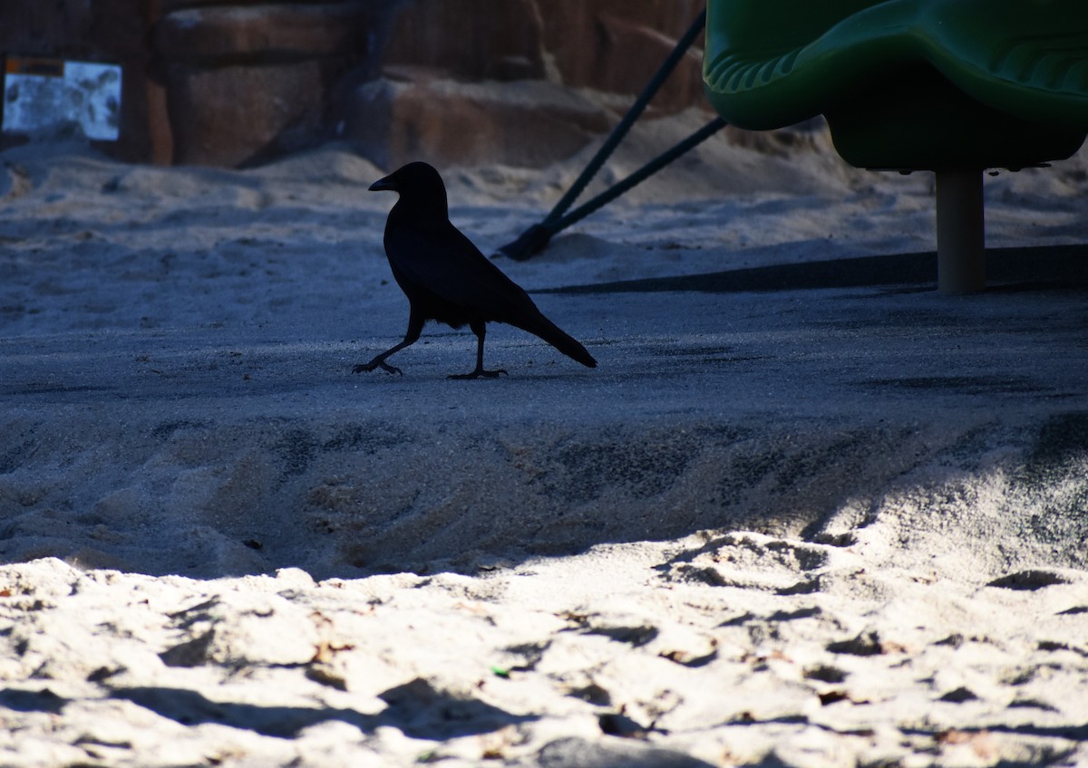 vrána americká - ML646361998