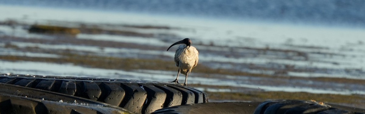 Australian Ibis - ML646361999
