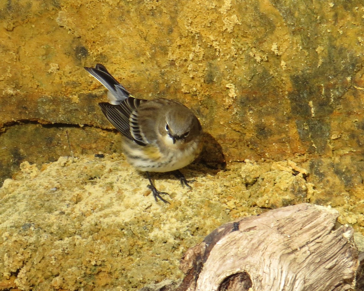 Yellow-rumped Warbler - ML646362000
