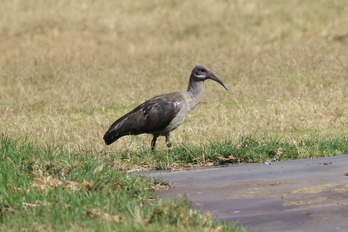 hadadaibis - ML646362001