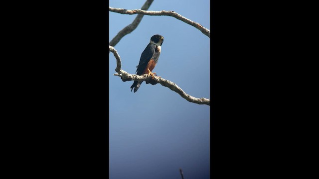 Bat Falcon - ML646362005