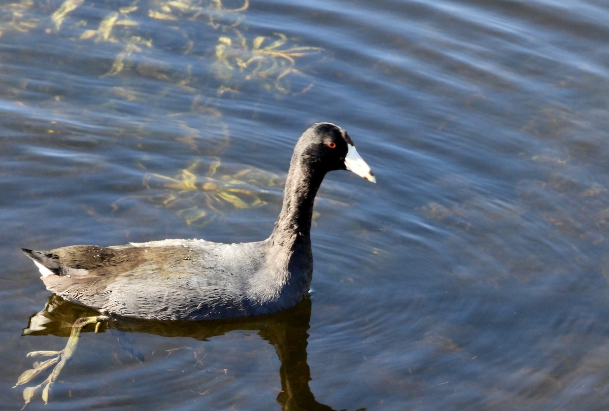 American Coot - ML646362006