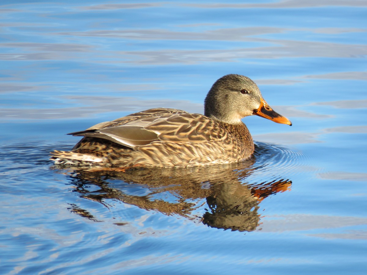 綠頭鴨 - ML646362007