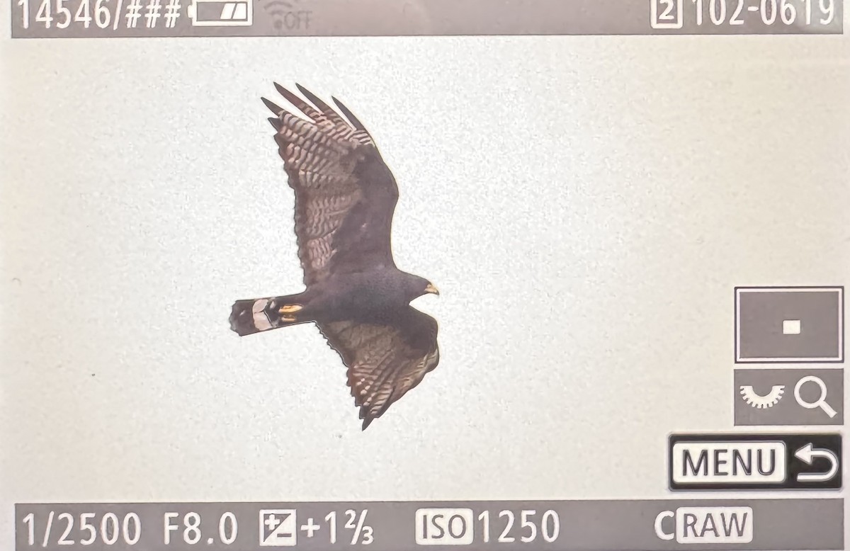 Zone-tailed Hawk - ML646362008
