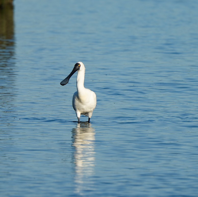 Royal Spoonbill - ML646362012