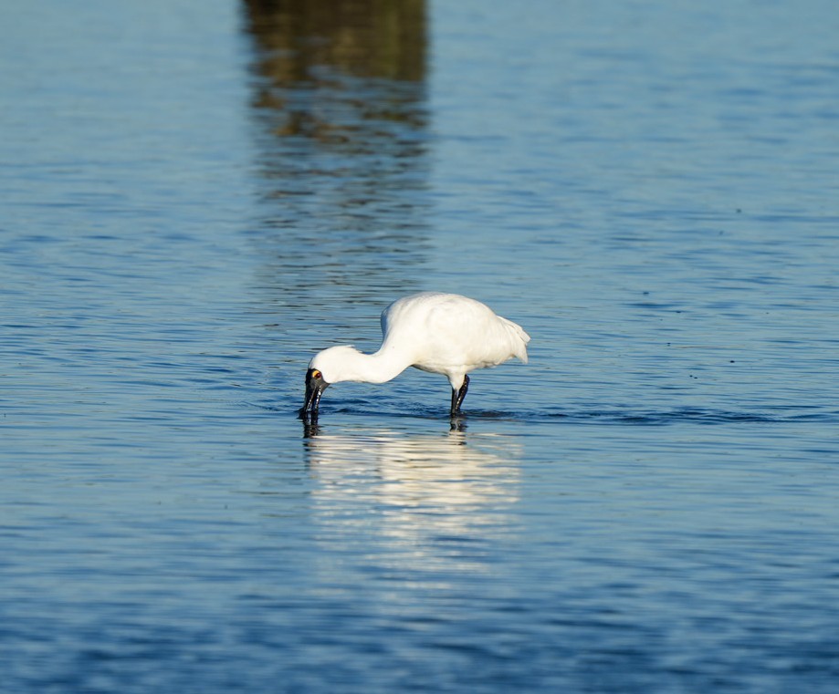 Royal Spoonbill - ML646362013