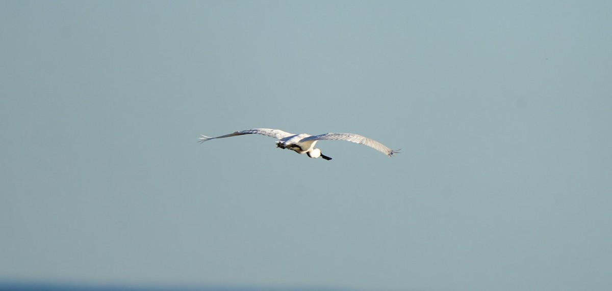 Royal Spoonbill - ML646362014