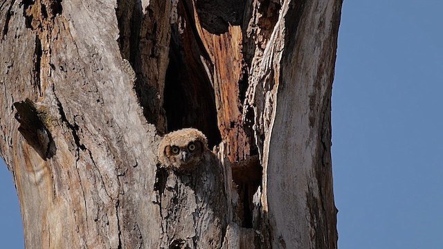Great Horned Owl - ML646362015